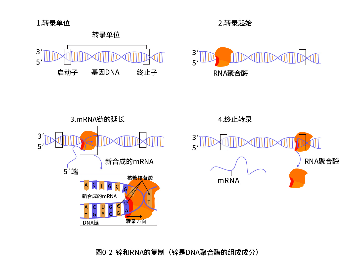 緒論從生命的本質尋求生命動力